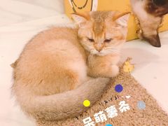 -三花喵·撸猫购宠·宠物生活馆(虹桥南丰城店)