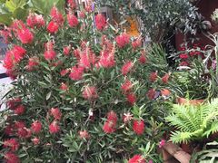 -PlantsEatery·植物食堂(REX春熙店)