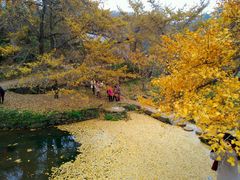 -千年银杏谷文化旅游区