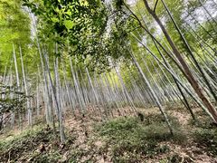 -上海佘山国家森林公园天马山园