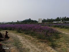 -北京东方普罗旺斯薰衣草庄园