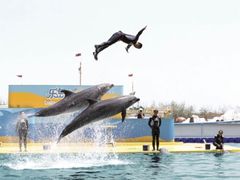 -秦皇岛乐岛海洋王国