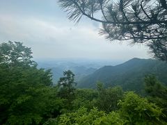 -天目山大树王景区
