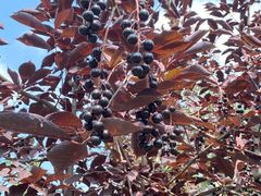 -长春公园(普阳街道)