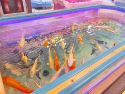 -卡通尼·Safari非洲探索乐园·生日会(金桥国际商业广场店)