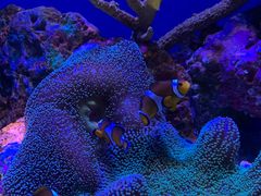 -上海海洋水族馆