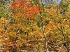 -天女山森林公园