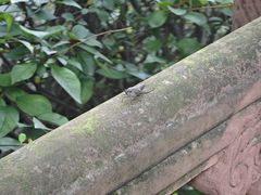 -峨眉山报国寺
