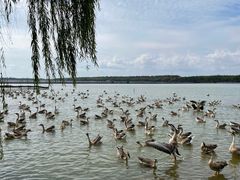 -明珠湖天鹅苑·农家菜馆