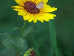 -光明小镇欢乐田园