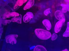 -芜湖新华联大白鲸海洋公园