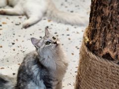 -毛绒耶耶撸宠馆·猫咖·狗咖·荷兰猪咖