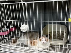 -翊宠yipet猫狗购宠庄园犬舍•猫舍