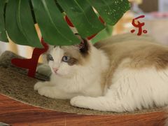 -COLOR PETS 撸猫馆·购猫·猫咖(长风大悦城店)