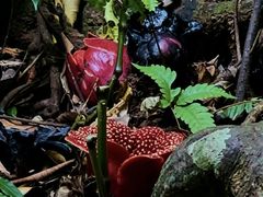 -西双版纳基诺山寨