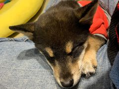 -逗柴咖啡屋·狗咖猫咖宠物桌游