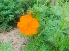 -合肥滨湖国家森林公园