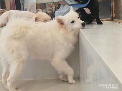 -共舞时光猫咖·狗咖(新街口店)