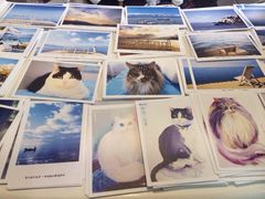 Anne猫窝咖啡屋-Anne猫窝咖啡屋