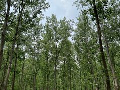 -合肥滨湖国家森林公园