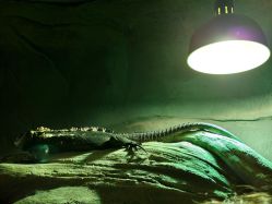 -Zoolung Zoolung动物主题公园(海信广场店)