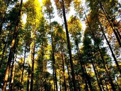 -山王坪喀斯特国家生态公园