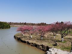 -上海海湾国家森林公园