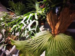-自由生长植物工作室(深港花卉中心店)