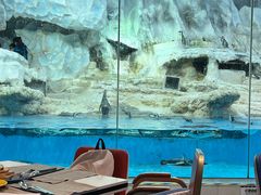 -帝企鹅自助餐厅•儿童岛•真企鹅(长隆企鹅酒店)