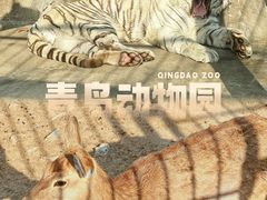 -青岛动物园