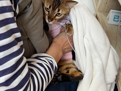 -北京观赏动物医院·24小时大型综合·猫专科·异宠专科