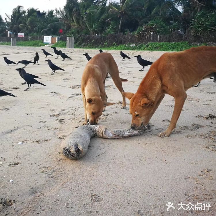鲸鱼们都会浮出水面换气，再次下潜的时候，就能照到尾鳍