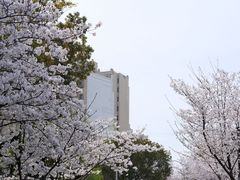 -高东镇樱花园