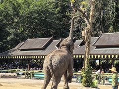-野象谷景区