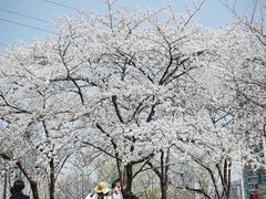 -西北湖绿化广场