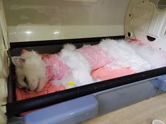 -谐和益家动物医院·免疫绝育·血液透析·宠保定点医院(高新伊藤分院)