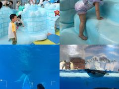 -海合安成都极地海洋公园