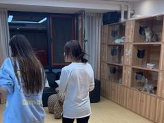 -猫十亿·布偶金渐层·曼基康矮脚猫舍(青年路店)