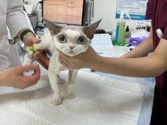 -美联众合动物医院·24h转诊中心