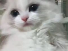 -Bastet sally猫舍购宠(静安店)