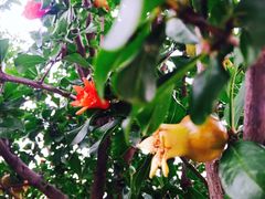 -黄海国家森林公园