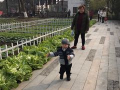 -田园东方蜜桃村的田野营地