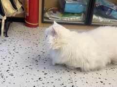 -瑞派康怡24h宠物医院·犬猫医疗中心·微创绝育(瑞景分院)