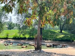 -北京野生动物园