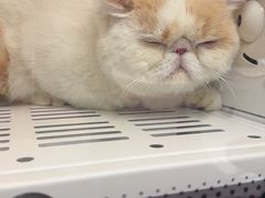 -FAELING PETS美天灵宠物(富力广场店)