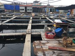 -蓝湾碧波·老字号·疍家非遗海上餐厅