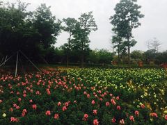 -天适樱花悠乐园