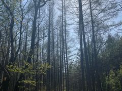 -关门山森林公园