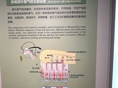 -中国茶叶博物馆(双峰馆区)