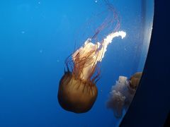 -太平洋海底世界